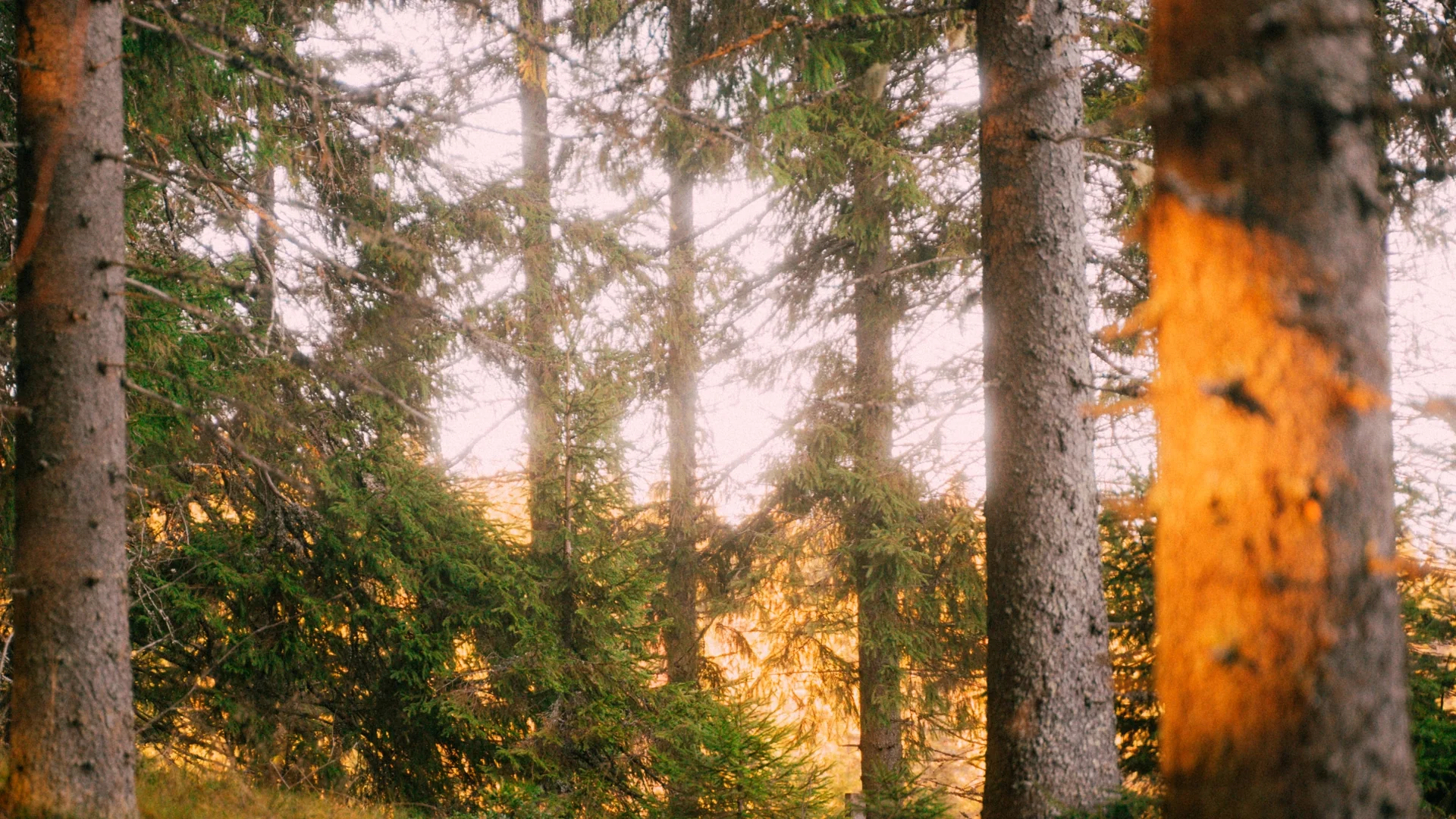 PRIMARIES - Image 6